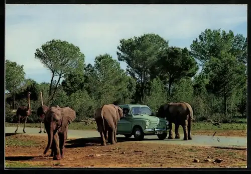 AK Auto Fiat bei einer Safari-Fahrt zwischen Elefanten