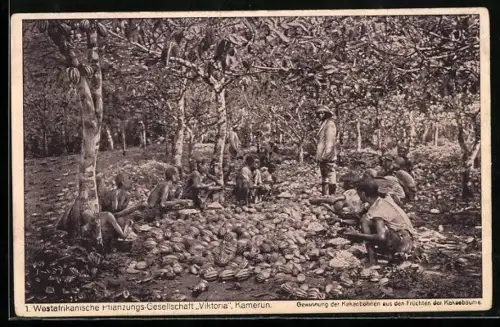 AK Kamerun, Westafrikanische Pflanzungs-Gesellschaft Viktoria, Gewinnung der Kakaobohnen