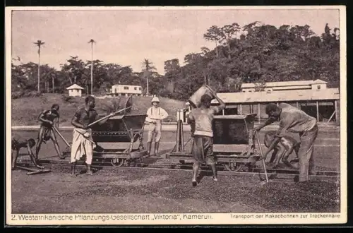 AK Kamerun, Westarfikan. Pflanzungs-Gesellschaft Viktoria, Transport der Kakaobohnen zur Trockenhalle