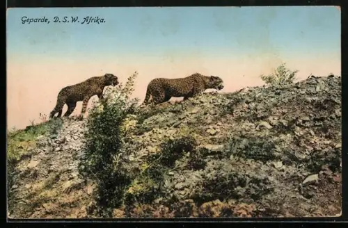 AK Deutsch Süd-West Afrika, Geparde in der Savanne
