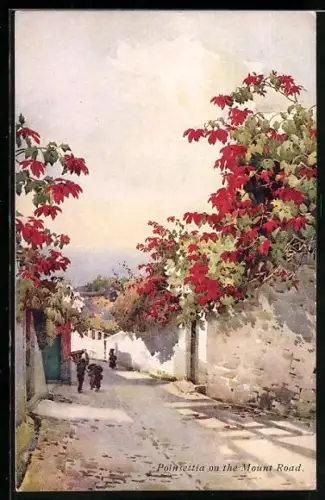 Künstler-AK Madeira, Poinsettia on the Mount Road