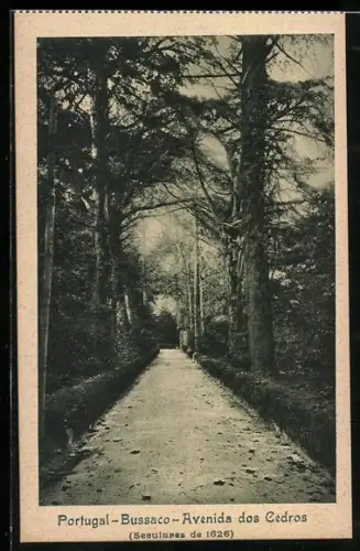 AK Bussaco, Avenida dos Cedros