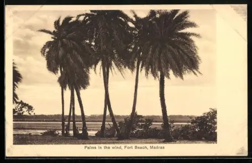 AK Madras, Palms in the wind, Fort Beach