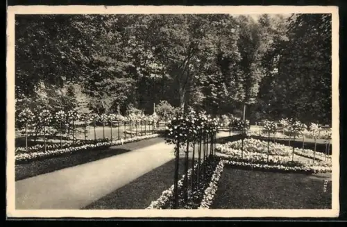 AK Bad Kudowa, Rosengarten