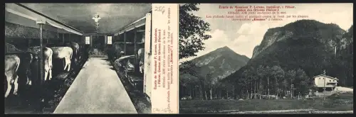 Klapp-AK Filisur, Ecurie de Monsieur P. Lorenz, ingénieur, Viehzucht