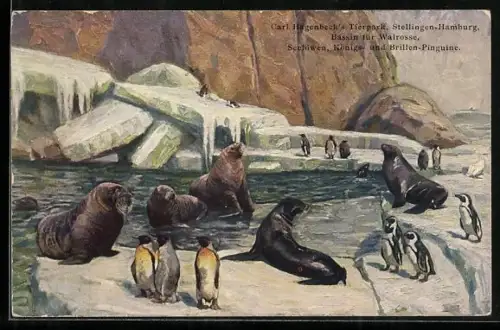 AK Hamburg-Stellingen, Carl Hagenbeck`s Tierpark, Bassin für Walrosse, Seelöwen, Königs- und Brillen-Pinguine
