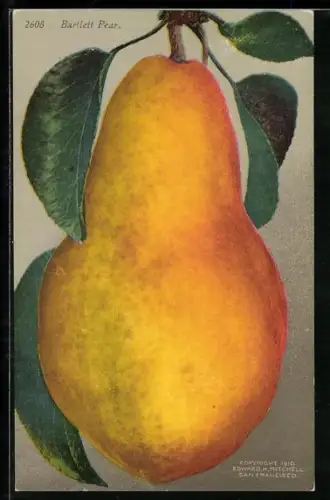 Künstler-AK Fertig gereifte Birne