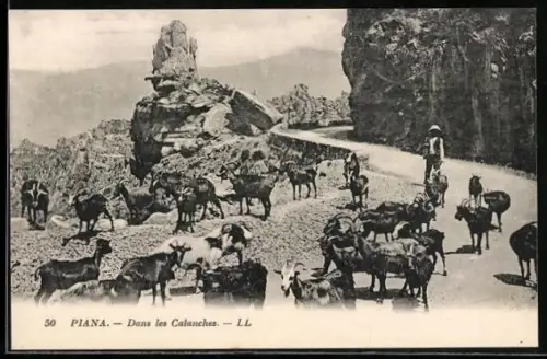 AK Piana, Dans les Calanches avec un troupeau de chèvres sur la route de montagne