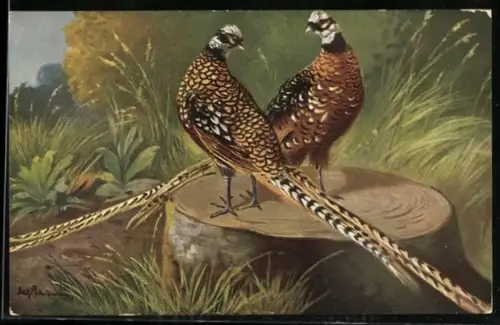 Künstler-AK M. Müller jun.: zwei Fasane mit prächtigem Federkleid auf einem Baumstumpf