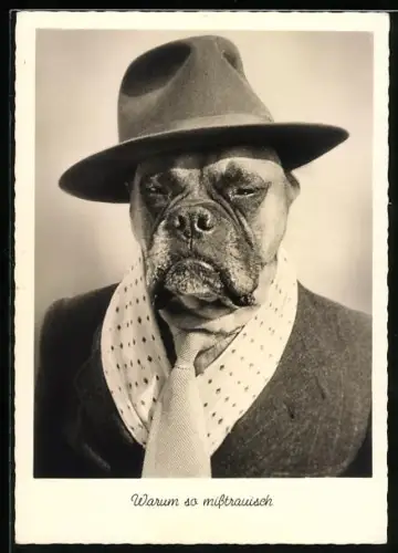 Foto-AK vermenschlichter Hund, Boxer mit Hut und Krawatte