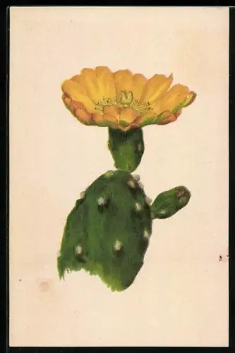 Künstler-AK München-Nymphenburg, Botanischer Garten, Opuntia Paraguayensis, Kaktus