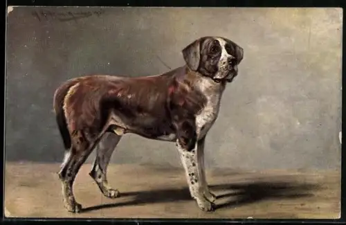 Künstler-AK M. Müller jun.: stattlicher grosser Hund im Portrait