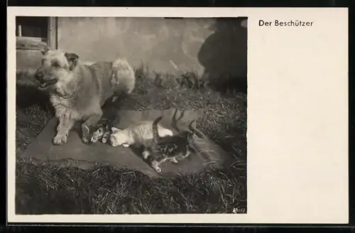 AK Der Beschützer, Hund und Katzenkinder