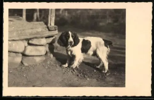Foto-AK Jagdhund im Sonnenschein