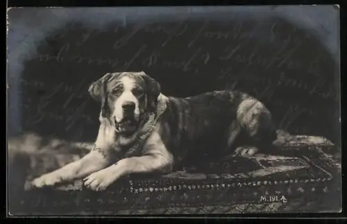 AK Liegender Bernhardiner, Portrait