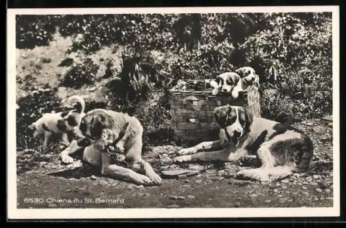 AK Chiens du St. Bernard