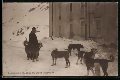 AK Grand St. Bernard, Les Chiens à l`Hospice
