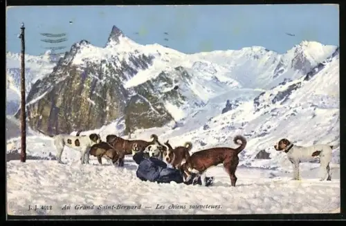AK Grand St-Bernard, Les chiens sauveteurs
