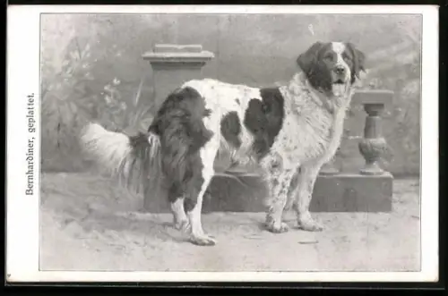 AK Bernhardiner, geplattet, Portrait