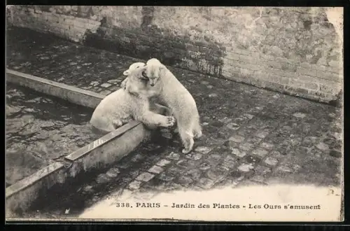 AK Paris, Jardin des Plantes, Les Ours s`amusent