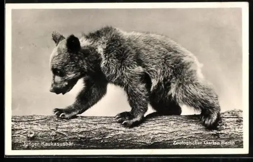 AK Berlin, Zoolog. Garten, junger Kaukasusbär