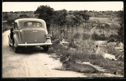 Foto-AK Löwengruppe hinter einem Auto, Landstrasse, Safari