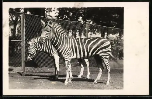 AK Frankfurt a. M., Zoo, Chapman Zebras