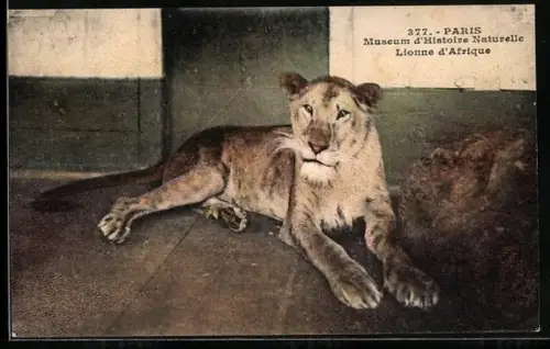 AK Paris, Museum d`Histoire Naturelle, Lionne d`Afrique