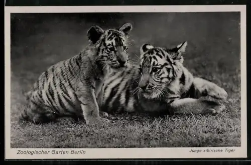 AK Berlin, Zoo, Zwei junge sibirische Tiger