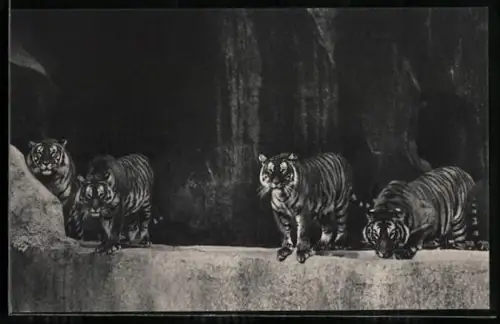 AK Paris, Parc Zoologique, Tiger