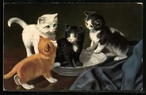 AK Drei Katzenkinder mit einem leeren Teller