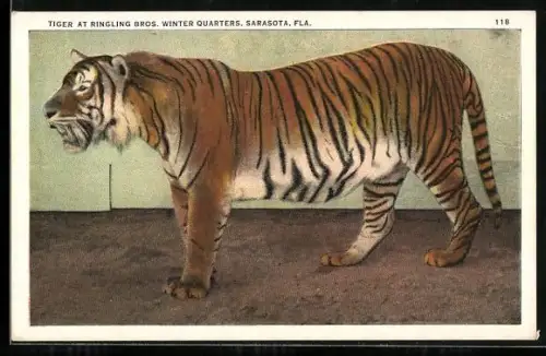 AK Sarasota, FLA., Tiger at Ringling Bros. Winter Quarters