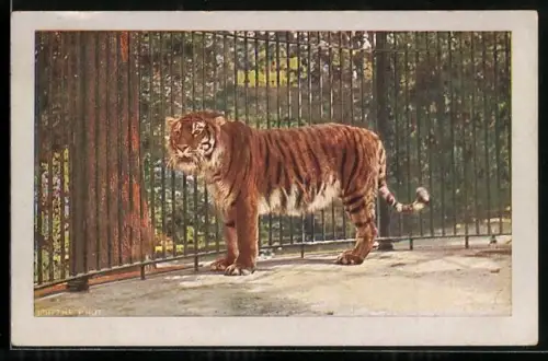 AK Berlin, Zoo, Tiger hinter Gittern