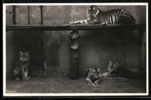 AK Tiger in einem Gehege mit Kletterbrett