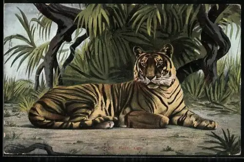 AK Tiger vor einem Baum liegend