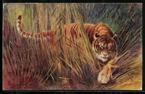 AK Tigerin schleicht durch hohes Gras