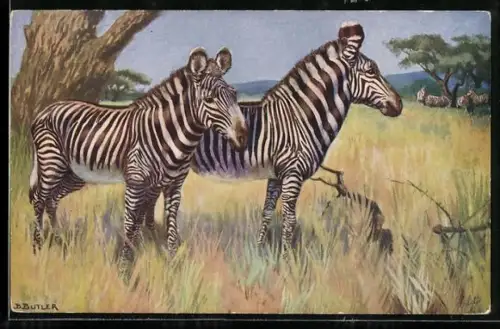 AK Zwei Zebras in der Savanne