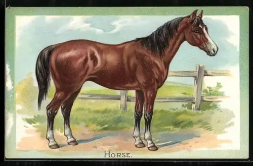 Präge-AK Horse, Portrait