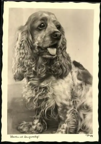 AK Portrait eines Spaniel, Warten ist langweilig!