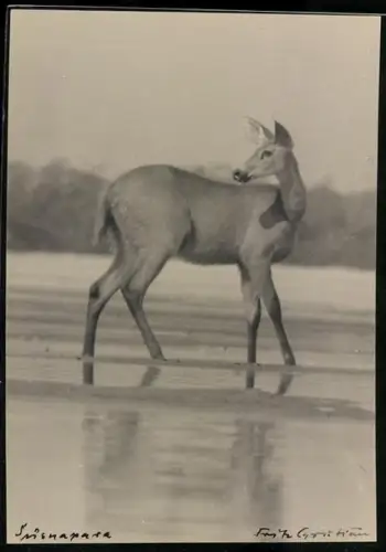 Foto-AK Hirschkuh in freier Natur