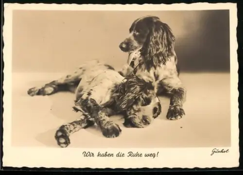 AK Zwei Münsterländer liegen beieinander