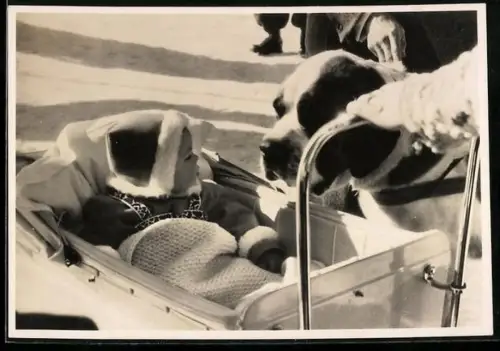 AK Grindelwald, Königin Beatrix von den Niederlanden im Kinderwagen mit Hund