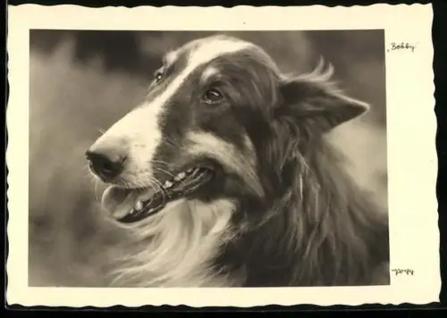 AK Portrait eines russischen Windhunds