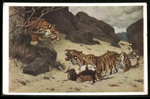 Künstler-AK Tiger streiten um erjagte Antilope