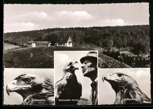 AK Berlebeck /Teutbg. Wald, Adlerwarte, Kaiseradler und Steinadler