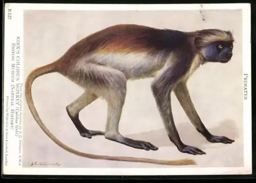 Künstler-AK Kirk`s Colobus Monkey, Colobus kirki