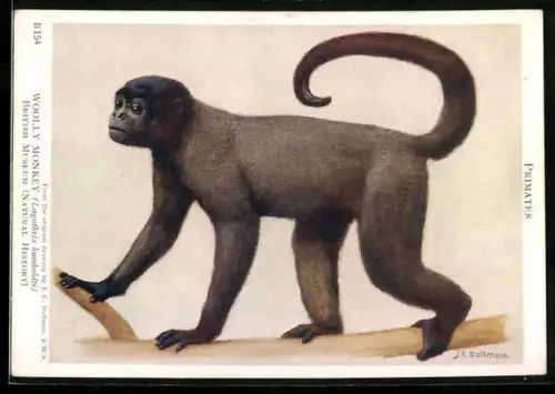 Künstler-AK Woolly Monkey, Lagothrix humboldti
