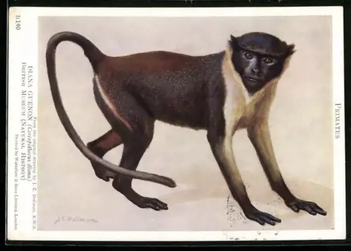 Künstler-AK British Museum, Diana Guenon, Cercopithecus diana
