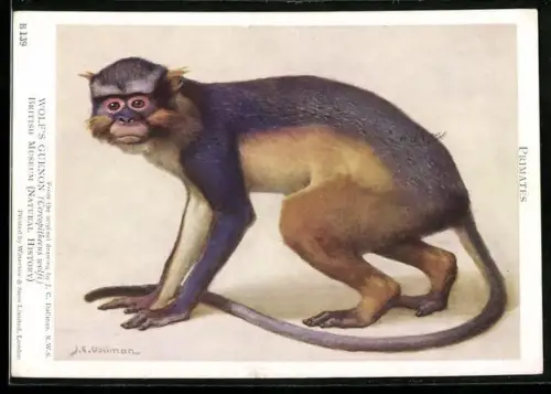 Künstler-AK British Museum, Wolf`s Guenon, Cercopithecus wolfi