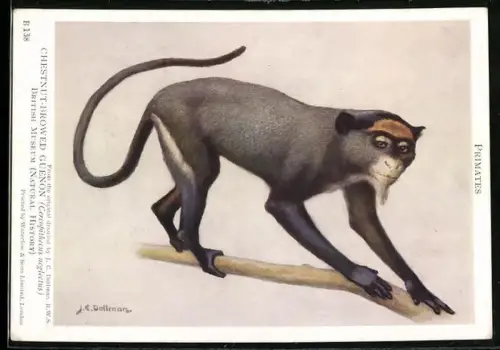 Künstler-AK British Museum, Chestnut-browed Guenon, Cercopithecus neglectus